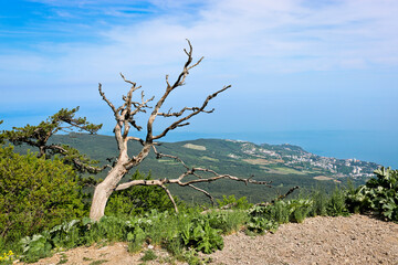 A withered gnarled pine tree on a mountain overlooking Yalta, Crimea, Russia.