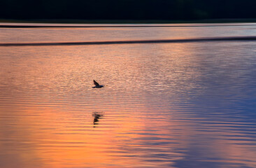 Fototapeta premium Bird flying over the lake during the sunset