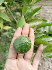 hand holding a green fruit
