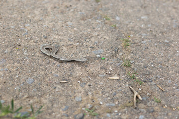 A dead sun-dried snake lies on an asphalt road during the day.
