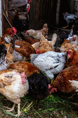 Chickens on the farm. Toned, style, color photo.