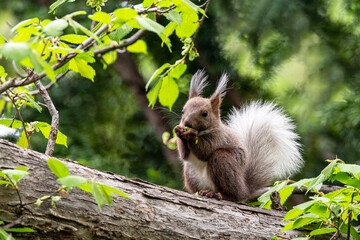 エゾリスの子供