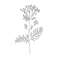 Tansy flower or Tanacetum vulgare vector illustration isolated on white backdrop, ink sketch, decorative herbal doodle, line art style for design medicine, wedding invitation, greeting card, cosmetic