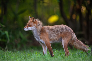 夏のキタキツネ