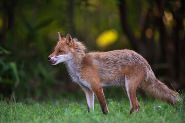 夏のキタキツネ