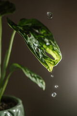 Drops drip on the leaves of domestic plants.