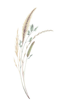 Watercolor illustration of bouquet with set of vintage spikelets, blades of grass isolated on a white background. Meadow plants, herbs. Dry simple field grass.