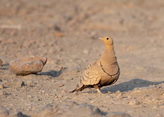 Male Chestnut-bellied sandgrouse at Bhigwan, Maharashtra, India