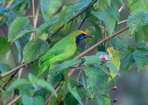 Golden-fronted leafbird at Sinhagad Valley, Pune, Maharashtra, India