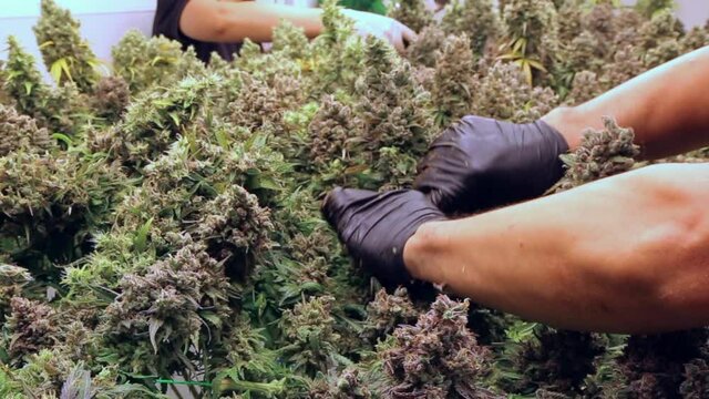 close up harvestment process of marijuana in science lab