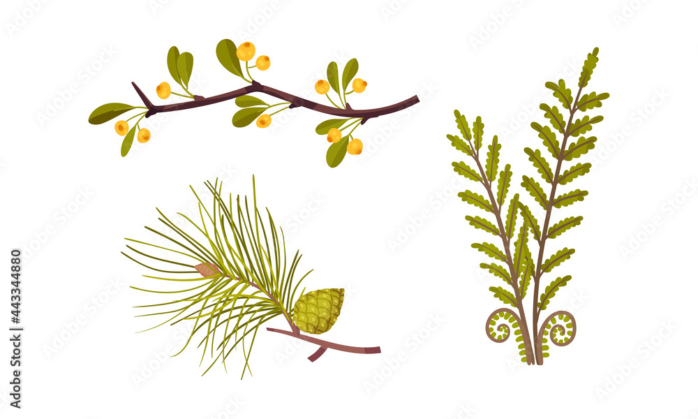 Poster fir branch and berry twig as forest botany element vector set