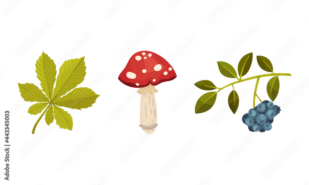Poster toadstool with red cap and berry twig as forest botany element vector set