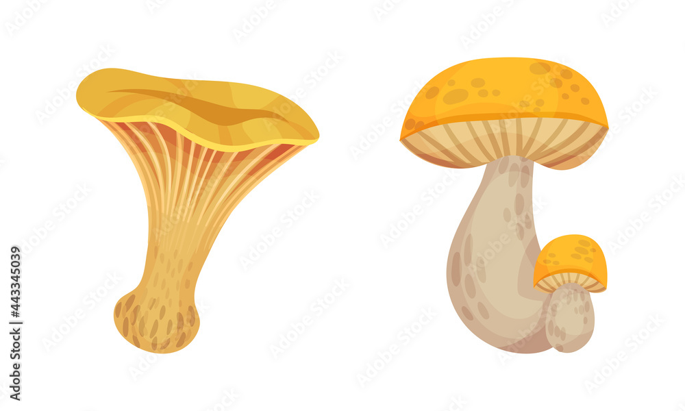 Poster mushroom with cap as forest botany element vector set