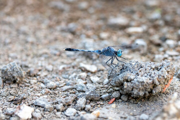 blue dragonfly on the ground