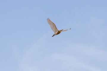 seagull flying in the sky