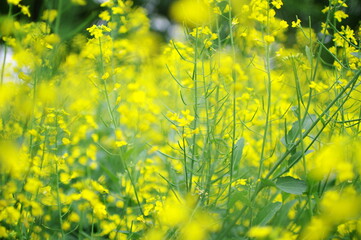 菜の花畑の風景