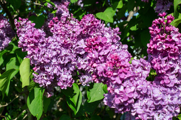 Lilac flowers and green leaves 