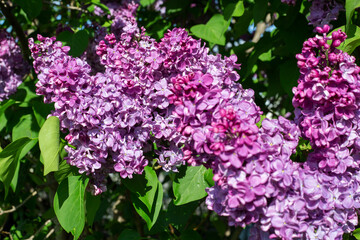 Obraz premium Lilac flowers and green leaves 