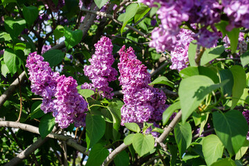 Lilac flowers on a sunny spring day