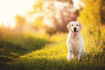 Smile and happy purebred labrador retriever dog sit in park on sunny summer day. Concept animals relax of life