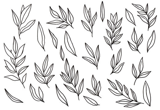 Set of black line leaves on a white background. Summer botanical illustration. Collection of hand drawn monochrome plants.