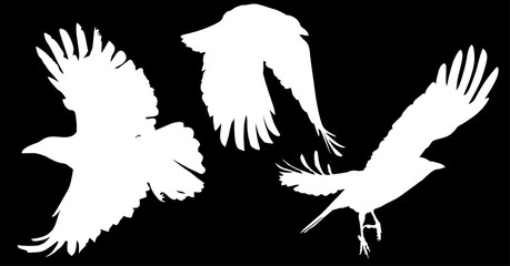 set of three white crows silhouettes