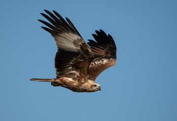 Brahminy Kite in flight at Bhigwan, Maharashtra, India