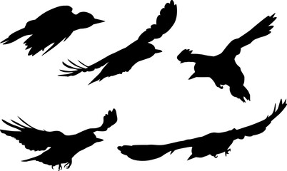 five woodpecker silhouettes isolated on white