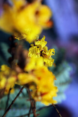 Peltophorum pterocarpum, known as copperpod, yellow-flamboyant, flametree, yellow poinciana flower blossoms close-up.