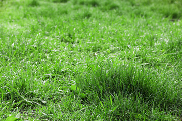 Fresh green grass on lawn