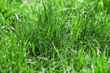 Fresh green grass on lawn, closeup
