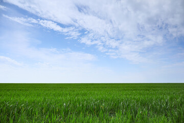 Fresh green grass on field