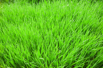Fresh green grass on lawn, closeup