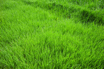 Obraz premium Fresh green grass on lawn