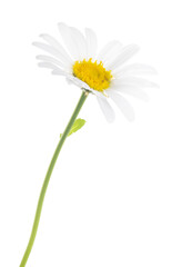 pure white large chamomile isolated bloom