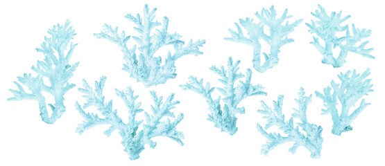 set of eight light cyan coral branches on white