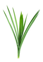 Pandan leaves isolated on white background
