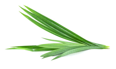 Pandan leaves isolated on white background