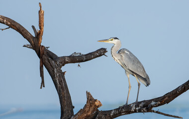 Grey Heron perched on a dead tree near Bhigwan, Maharashtra, India