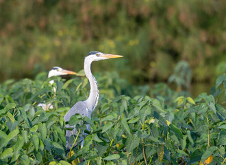 A pair of Grey Herons amongst trees at Bhigwan, Maharashtra, India