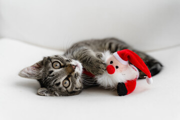 Tabby grey kitten plays with deer Christmas plush toy. Pet cat Christmas season. Winter holidays at...