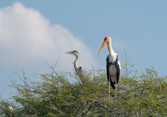 Painted Stork perched on a tree at Bhigwan, Maharashtra, India