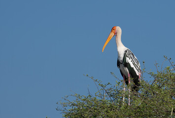 Painted Stork and Grey Heron perched on a tree at Bhigwan, Maharashtra, India