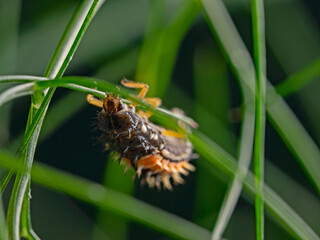 Ladybug larva, Larve des asiatischen Marienkäfers (Harmonia axyridis)
