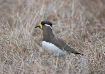 Yellow-wattled Lapwing between dried grass at Bhigwan, Maharashtra, India