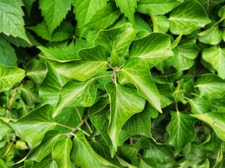 Ivy plant. Background plant image.