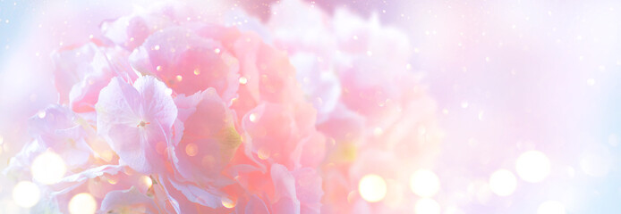 Hydrangea pink flower closeup. Beautiful soft colors Hortensia art design. Beauty pink colour...