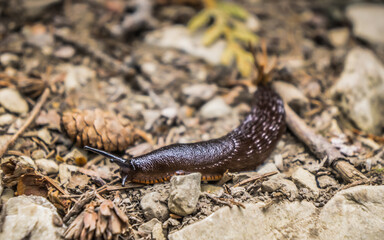 Brown slug on the hiking trail of Mont St Alban in Forillon National Park (Quebec, Canada)