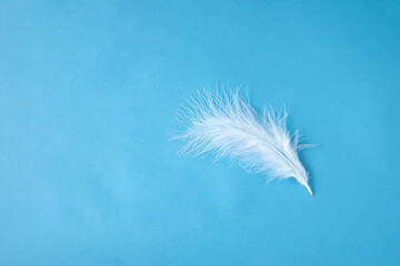 青い髪の上の白羽根の背景