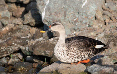 Indian spot-billed duck sitting on rocks at Bhigwan, Maharashtra, India